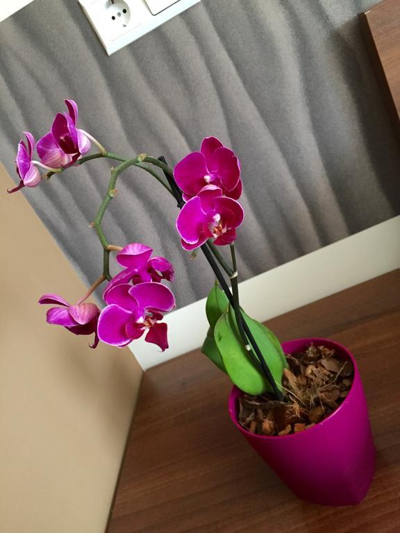 Hotel Oaza Кониц Экстерьер фото